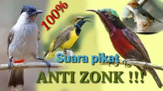 suara pikat semua jenis burung anti zonk