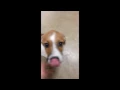 of adoptable pet named Stone