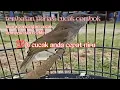 Download Lagu suara  masteran burung cucak combok isian cililin pariasi cepat masuk
