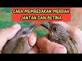 Download Lagu CARA MEMBEDAKAN MERBAH BELUKAR JANTAN DAN BETINA