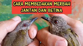 Download CARA MEMBEDAKAN MERBAH BELUKAR JANTAN DAN BETINA MP3