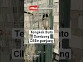 Download Lagu cendet gacor mewah isian tengkek buto sambung cililin #cendetgacor #tengkekbuto #cililingacor #fyp