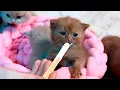 Download Lagu Meow Mayhem Kittens reageren op Cottage Cheese Delight