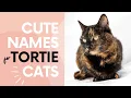 60 CUTE NAMES FOR TORTOISESHELL CATS Find the Perfect Name for Your Tortie