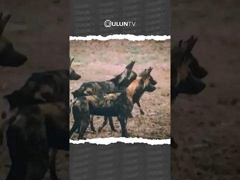 Crocodiles vs. Wild Dogs #uluntv #wildlife #wildtv #short