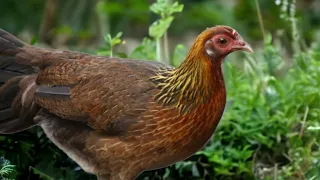 suara pikat ayam hutan yang terbaik 2023