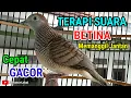 Download Lagu Perkutut Lokal Gacor Suara Pancingan Perkutut BETINA paling Ampuh Langsung Nyaut #perkututlokalgacor