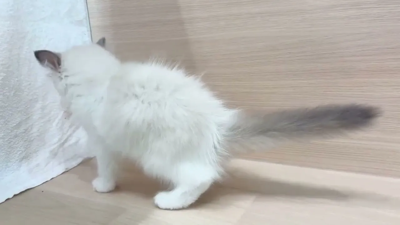 動画