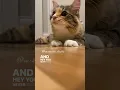 Download Lagu 🤗🥰 #mikathefluffy #cutecat