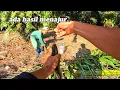 Download Lagu MENAJUR/TAUT IKAN HARUAN..