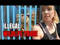 Lagu Inside Thailand’s Largest EXOTIC ANIMAL MARKET