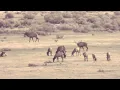 New Mexico GMU Unit 51 Hunting Information