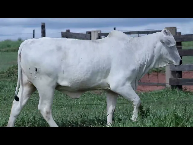 Novilha Nelore CLRP - 3219