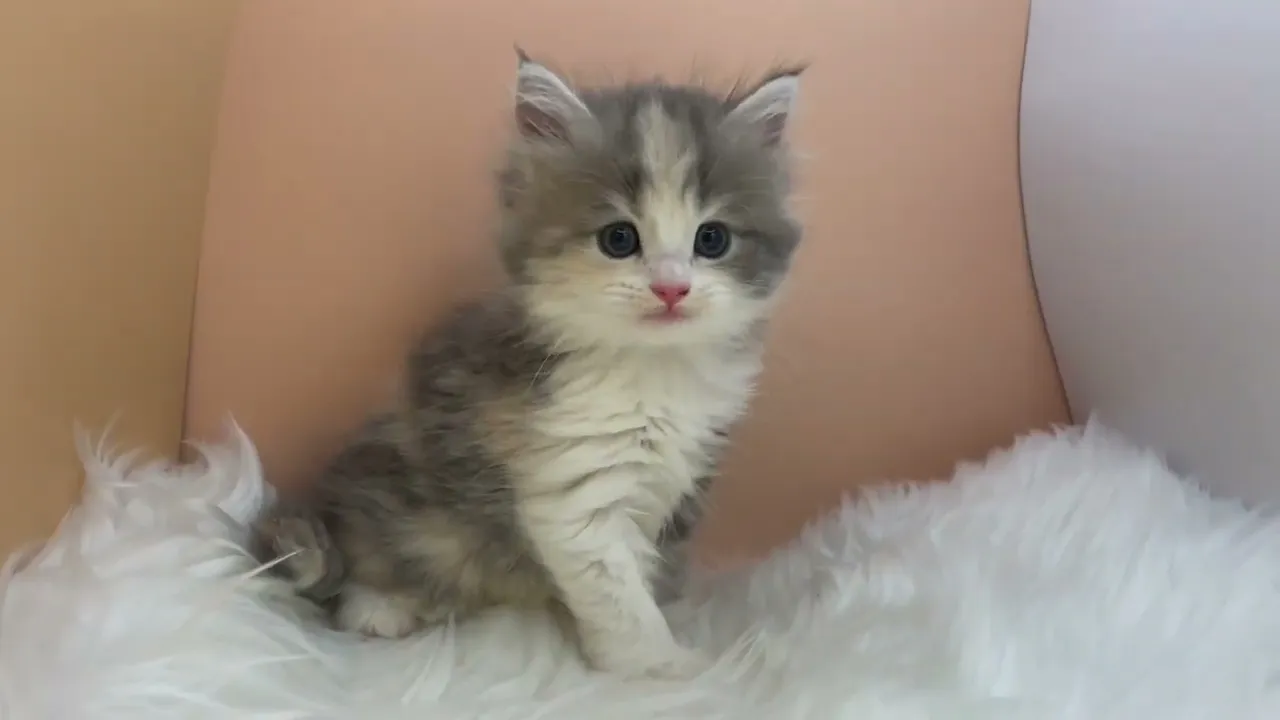 動画