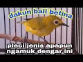 Download Lagu DAKBAL BETINA | pleci  dakun bali betina | pancingan pleci betina