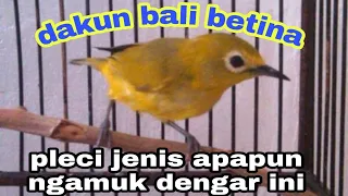 dakbal betina pleci dakun bali betina pancingan pleci betina