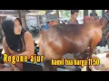 Download Lagu Harga kambing pasar sumoroto merosot drastis 