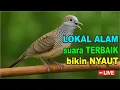 Lagu Perkutut Lokal Gacor alam liar iramanya BIKIN CEPAT NYAUT