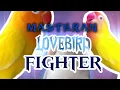 Download Lagu MASTERAN LOVEBIRD FIGHTER