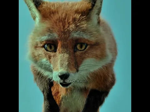 The Little Boy Saved the Fox's Life ❤️ Heart Touching Scene 🥺 BaoRami Edits #shorts #love