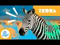 ZEBRAS Animals for Kids Episode 16