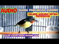 suara pancingan burung Kolibri Wulung betina bikin naik birahi sang jantan