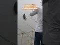 Download Lagu Spot mancing Plataran Waduk Gajah Mungkur Wonogiri #shortvideo #mancingikannila #viral