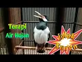 Download Lagu Jalak Suren Gacor Agar Tidak Giras Efek Terapi Air Hujan Supaya Jalak Suren Cepat Bongkar Isian