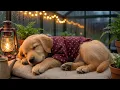 12 Hours Dog Music Dog Anxiety Music Dog Healing Sounds For Calm Comfort And Stress Relief