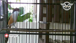 cendet isian istimewa gereja tarung dan tengkek buto