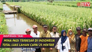 Download Desa Ini Sukses Kembangkan 25 Hektar Mina Padi, Budidaya Nila di Hamparan Sawah MP3