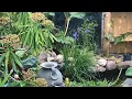 Download Lagu 🌴🌸BEAUTIFUL TROPICAL GARDEN TOUR 🌴🌸🇬🇧 UK GARDEN