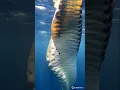 Download Lagu New Unknown DEEP SEA Creature discovery #shorts
