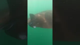 Amazing manta rays in Nuku Hiva! #family #sailing #ocean #viral