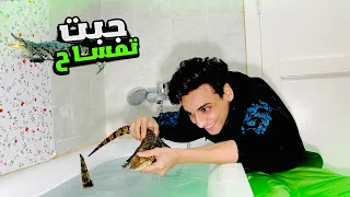 جبت تمساح للعيلة في البيت القيصر 