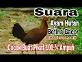 Download Lagu Suara ayam hutan betina durasi 30 menit #pikat #suaraayamhutan #pikatayamhutan #berburu