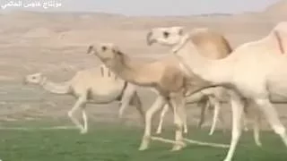 شيلة ياوجودي على الراحه 