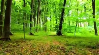 المشي في الغابات والتأمل والتواصل مع جمال الطبيعة دندنها