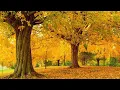 Download Lagu Autumn's Golden Colors, Fall Foliage, Peaceful Music, Relaxing soothing Music by Tim Janis