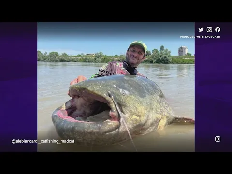 World record catfish caught? Check out the size (and yes -- the massive fish was later released)