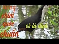 Download Lagu Tiếng chim quốc cho ae đam mê kẹp loa chuẩn nhất không tập âm