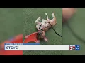 Pets of the Week for April 29 2025