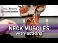 Neck muscles with actions and labels