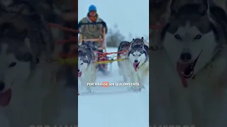 BALTO E TOGO: História Real 🐶❄️ #CURTAS