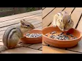 Download Lagu I think chipmunks are as intelligent as dogs and cats.