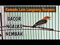 Download Lagu Kemade Gacor Untuk Pancingan Kemade Bahan Agar Rajin Bunyi