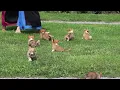 Welsh Corgi Puppies For Sale
