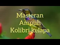 Download Lagu Masteran kasaran kolibri kelapa ||Kolibri manggar ||masteran ampuh || wicuwicu @kicauplatad9859