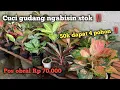 Download Lagu Cuci gudang aglonema tanian lokal Pos 70rb || Rp 50.000 dapat 4 pohon ‼️