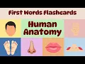 Human Anatomy Flashcards for Kids Learn Body Parts with Pictures Names